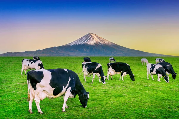 富士山の目の前の緑の畑で緑豊かな草を食べる牛 — ストック写真