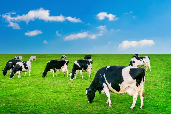 Cows Eating Lush Grass Green Field — Stock Photo, Image