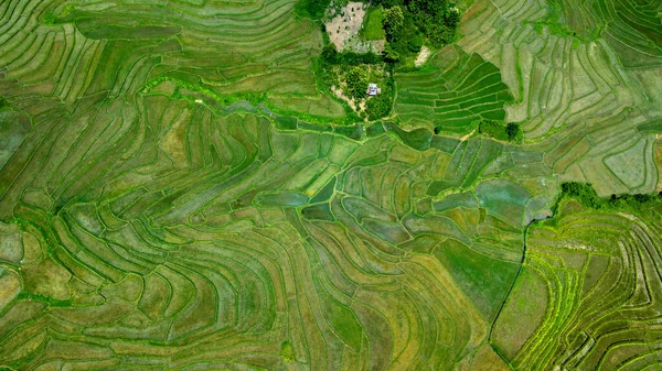 Aerial view of Rice terrace in Luang Prabang, Laos.