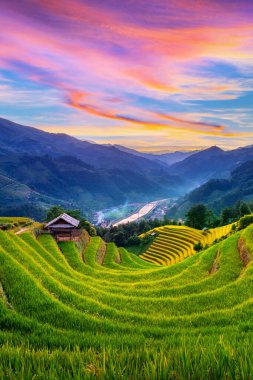 Mu cang chai, Vietnam 'da gün batımında güzel pirinç terasları..
