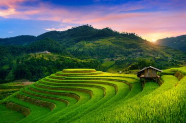 Mu cang chai, Vietnam 'da Mam xoi' nin güzel pirinç terasları.