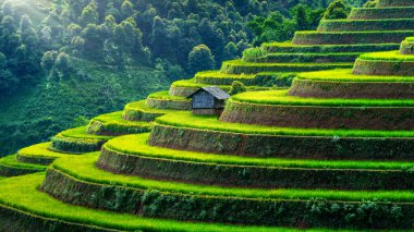 Rice terraces in Mu cang chai, Vietnam. clipart