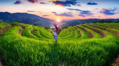 Mu Cang Chai, Yen Bai, Vietnam 'da pirinç teraslarında duran Hmong etnik azınlık kadınları.