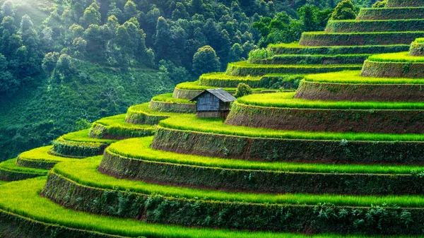 Reisterrassen Cang Chai Vietnam — Stockfoto