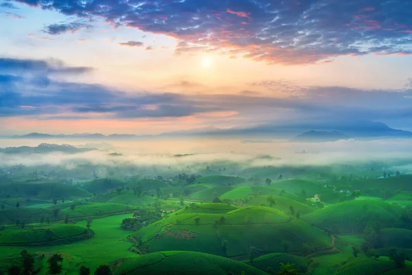 Tea Plantation Morning Mist Long Coc Mountain Green Tea Farm — Stock Photo, Image