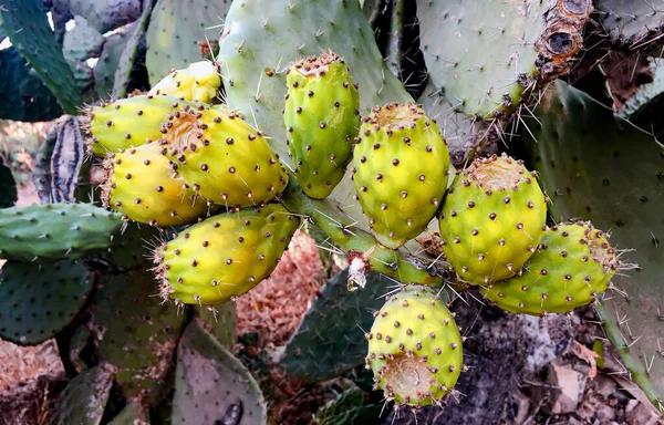 Gros Plan Sur Une Feuille Figue Barbarie Opuntia Ficus Indica — Photo