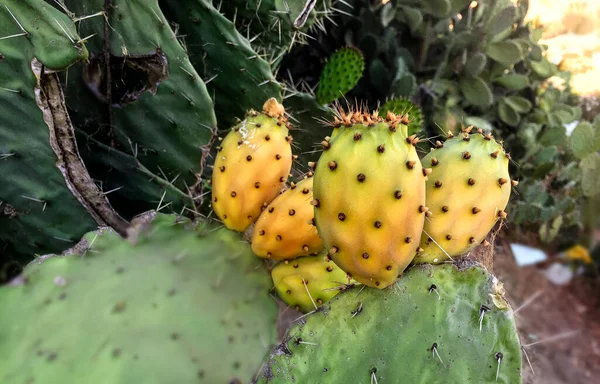 Nahaufnahme Von Einem Grünen Kaktusblatt Opuntia Ficus Indica Das Auch — Stockfoto