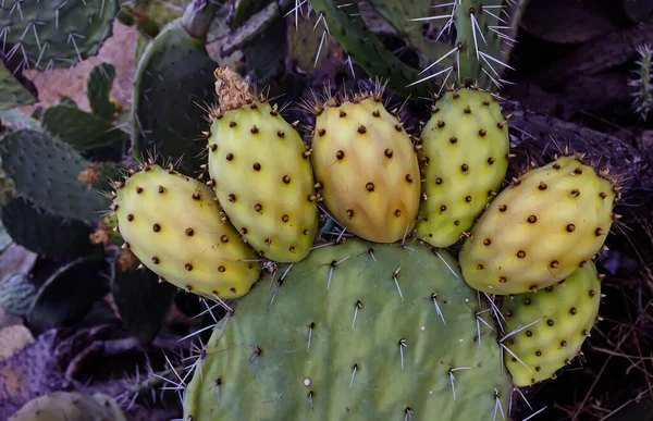 Prickly Pear Cactus Fruits Called Also Opuntia Ficus Indica Indian — Stock Photo, Image