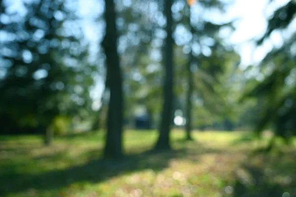 Paesaggio Sfocatura Parco Autunno Soleggiato Giorno Sfondo — Foto Stock