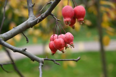 Cennet elması ağacı meyveleri sonbahar