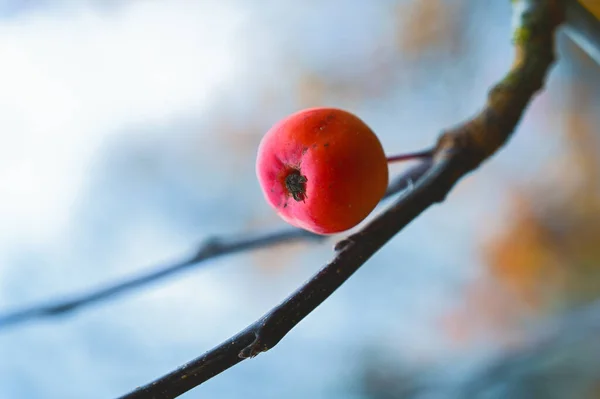 Paradis Äppelträd Frukter Höst — Stockfoto