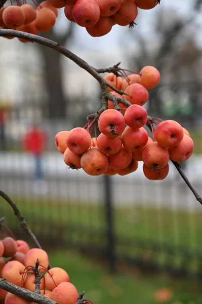 Paradis Äppelträd Frukter Höst — Stockfoto