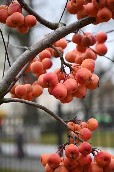 Manzano Paraíso Frutas Otoño — Foto de Stock