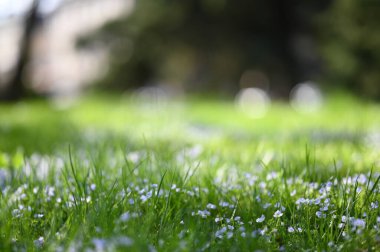 manzara baharı çiçek açan çimen arka plan bulanıklığı