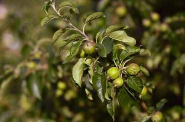 Haziran ağacındaki yeşil elmalar