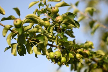 Haziran ağacındaki yeşil elmalar
