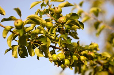 Haziran ağacındaki yeşil elmalar