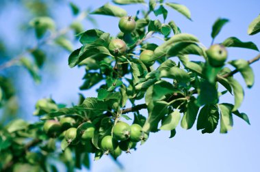 Haziran ağacındaki yeşil elmalar