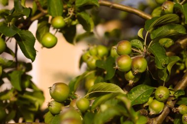 Haziran ağacındaki yeşil elmalar