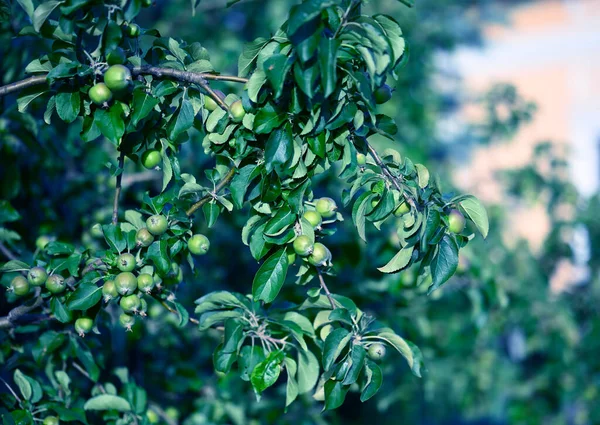 Green Apples June Tree — Stockfoto