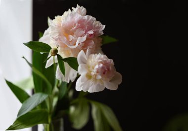 Şakayık çiçekleri masanın üstünde.