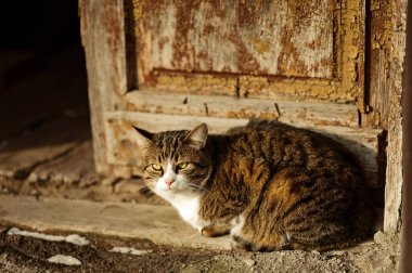 Sahipsiz bir kedi, terk edilmiş eski bir köy evinde delikleri olan tahta kapaklı bir kapının yanında oturuyor.