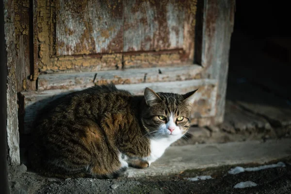 Zbłąkany Kot Siedzi Przy Drzwiach Dziurami Opuszczonym Domu — Zdjęcie stockowe