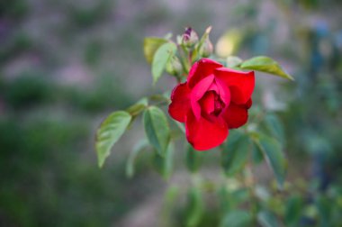 güzel gül bahçede büyüyen