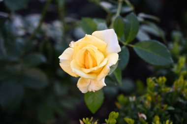 güzel gül bahçede büyüyen