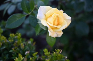 güzel gül bahçede büyüyen