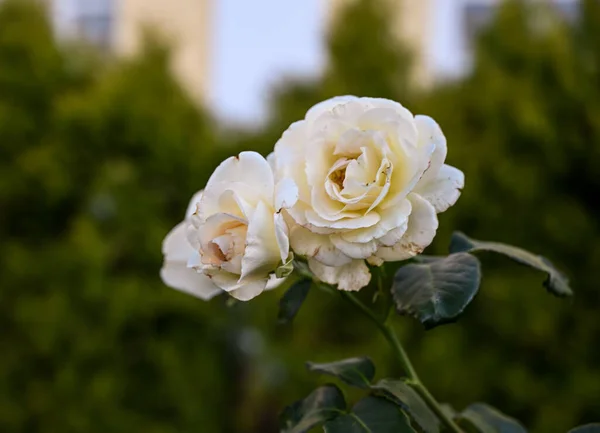 Hermosas Rosas Creciendo Jardín —  Fotos de Stock