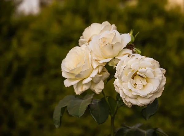 Belles Roses Poussant Dans Jardin — Photo