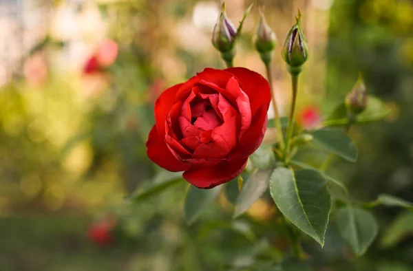 Mooie Roos Groeien Tuin — Stockfoto