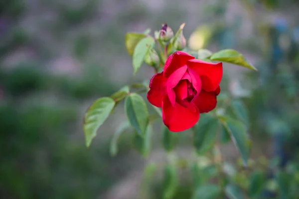 Mooie Roos Groeien Tuin — Stockfoto