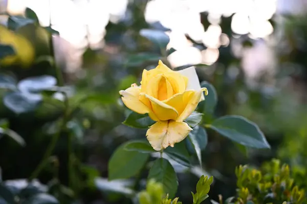 Belle Rose Dans Jardin — Photo