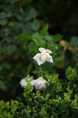 beautiful white roses growing in the garden
