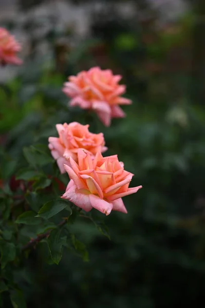 Belles Roses Roses Poussant Dans Jardin — Photo