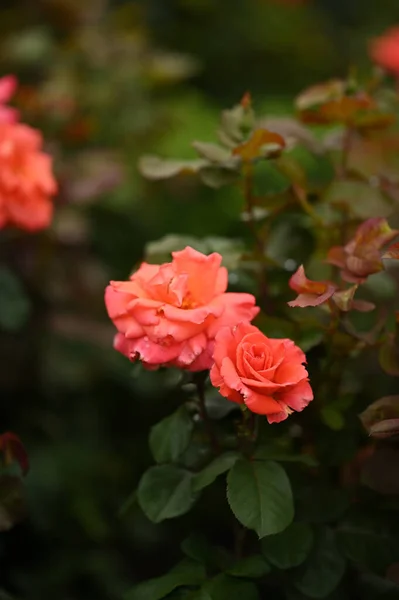Vacker Rosa Rosor Som Växer Trädgården — Stockfoto