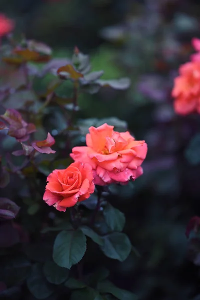 Vacker Rosa Rosor Som Växer Trädgården — Stockfoto