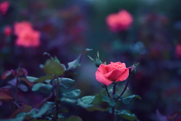 Vacker Rosa Rosor Som Växer Trädgården — Stockfoto