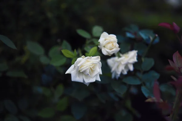 Beautiful White Roses Growing Garden — Zdjęcie stockowe