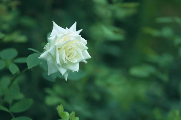 Belle Rose Blanche Poussant Dans Jardin — Photo