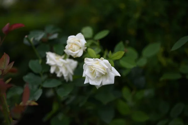 Beautiful White Roses Growing Garden — Photo