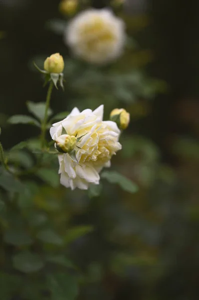 Belle Rose Blanche Poussant Dans Jardin — Photo