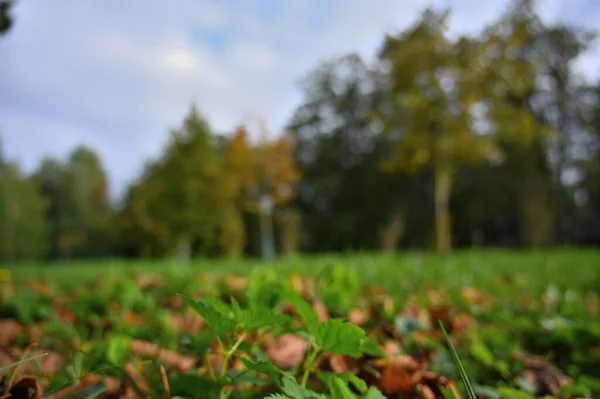 Herbst Park Landschaft Defokussiert Hintergrund — Stockfoto