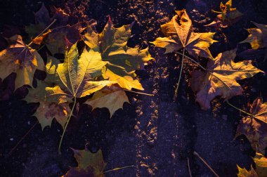 Akçaağaç yaprakları yerde.