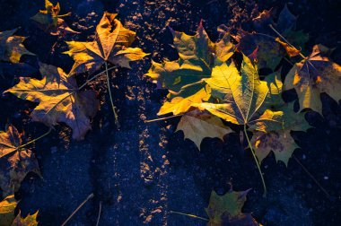 Akçaağaç yaprakları yerde.