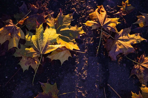 Akçaağaç yaprakları yerde.