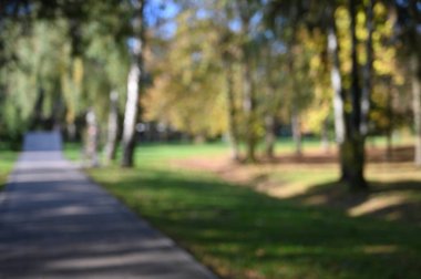 Sonbaharda, parkta, ağaçlarda, yapraklarda sonbahar yaprakları  