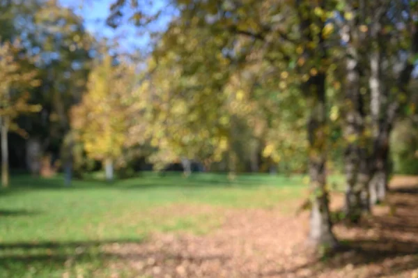Осенняя Листва Парке Осень Деревья Листья — стоковое фото